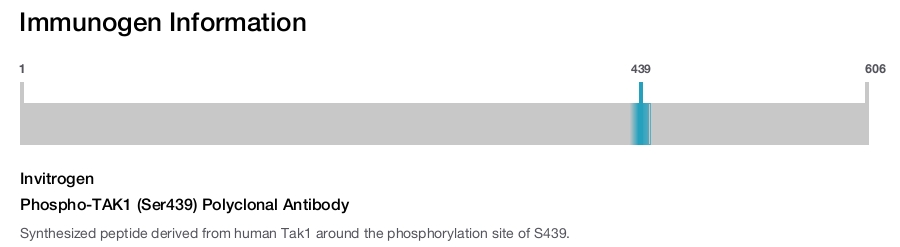 Phospho-TAK1 (Ser439) Polyclonal Antibody