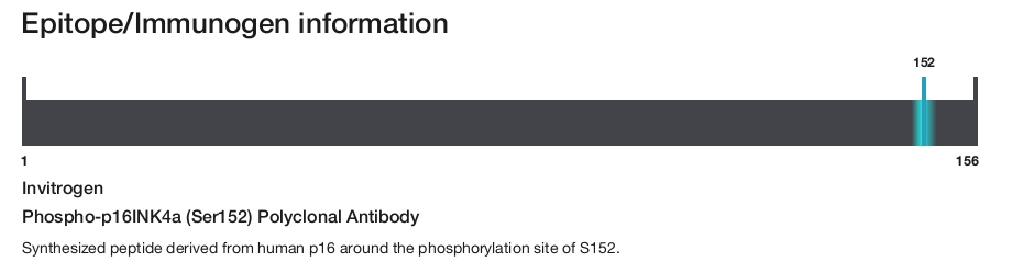 Phospho-p16INK4a (Ser152) Polyclonal Antibody