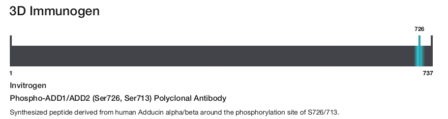 Phospho-ADD1/ADD2 (Ser726, Ser713) Polyclonal Antibody