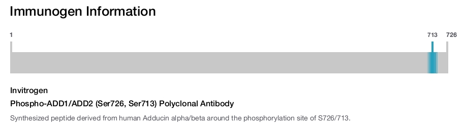 Phospho-ADD1/ADD2 (Ser726, Ser713) Polyclonal Antibody