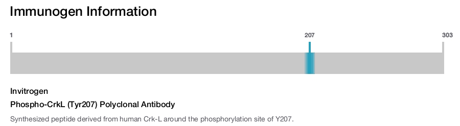 Phospho-CrkL (Tyr207) Polyclonal Antibody