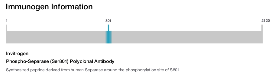 Phospho-Separase (Ser801) Polyclonal Antibody
