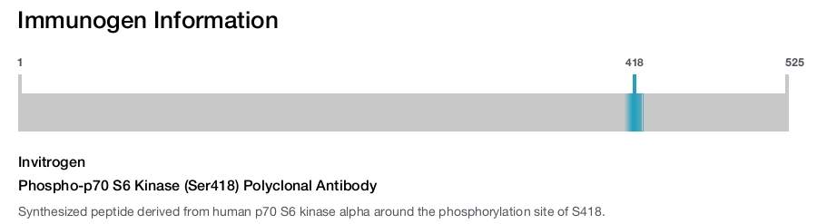 Phospho-p70 S6 Kinase (Ser418) Polyclonal Antibody