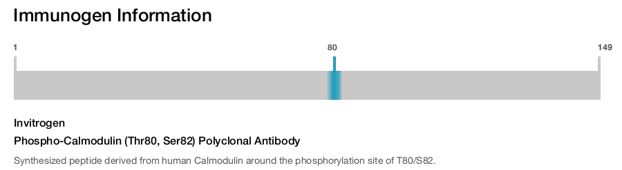 Phospho-Calmodulin (Thr80, Ser82) Polyclonal Antibody