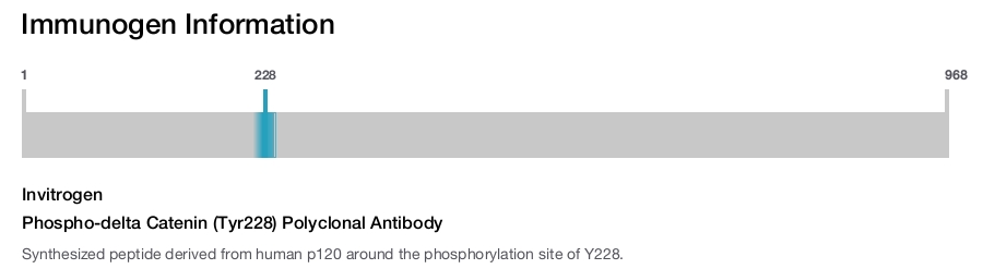 Phospho-delta Catenin (Tyr228) Polyclonal Antibody