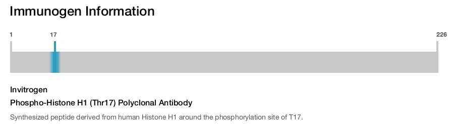 Phospho-Histone H1 (Thr17) Polyclonal Antibody
