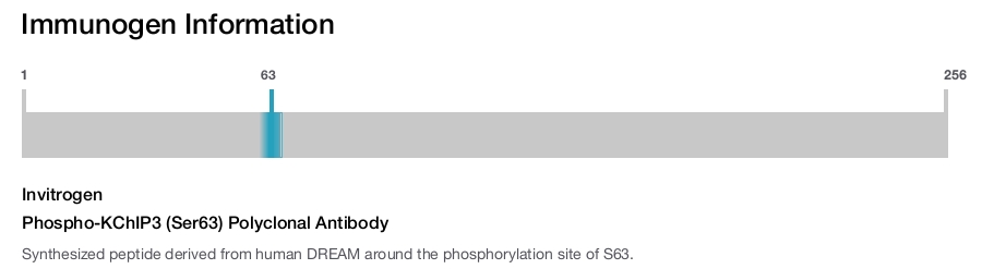Phospho-KChIP3 (Ser63) Polyclonal Antibody