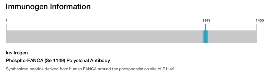 Phospho-FANCA (Ser1149) Polyclonal Antibody