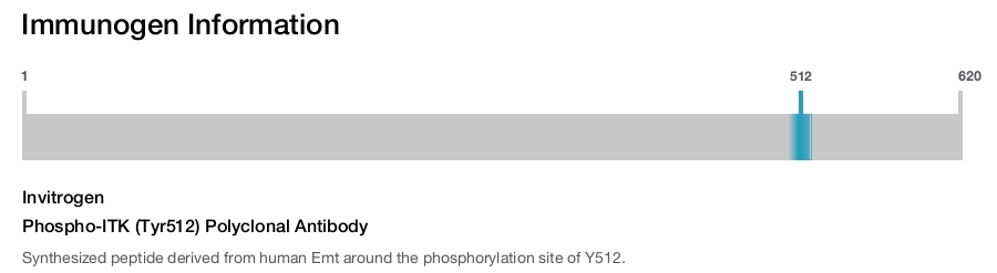 Phospho-ITK (Tyr512) Polyclonal Antibody