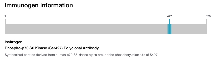 Phospho-p70 S6 Kinase (Ser427) Polyclonal Antibody