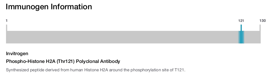 Phospho-Histone H2A (Thr121) Polyclonal Antibody