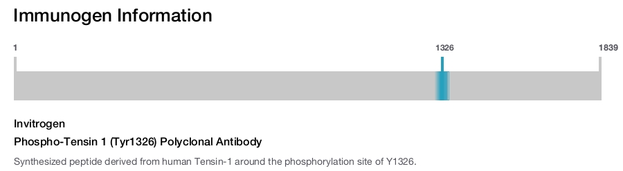 Phospho-Tensin 1 (Tyr1326) Polyclonal Antibody