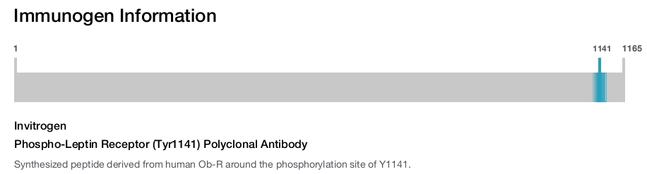 Phospho-Leptin Receptor (Tyr1141) Polyclonal Antibody