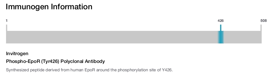 Phospho-EpoR (Tyr426) Polyclonal Antibody