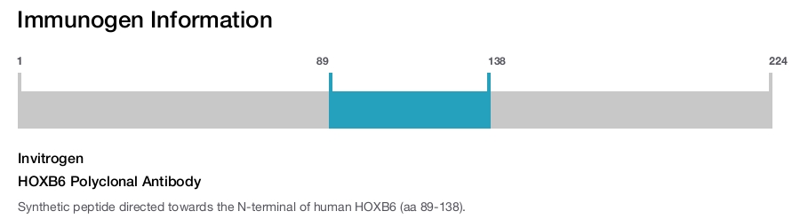 HOXB6 Polyclonal Antibody