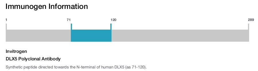 DLX5 Polyclonal Antibody