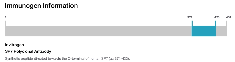SP7 Polyclonal Antibody