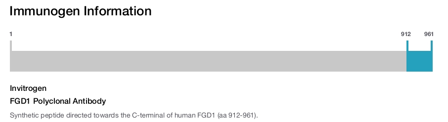 FGD1 Polyclonal Antibody