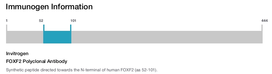 FOXF2 Polyclonal Antibody