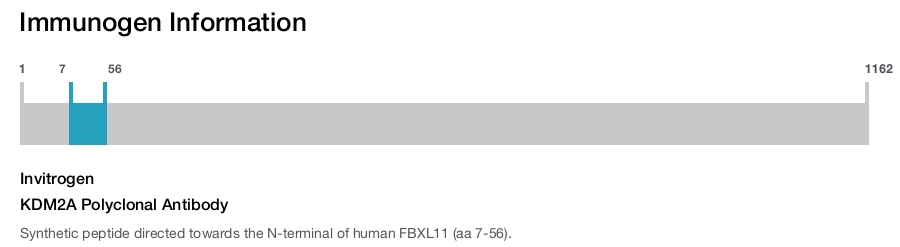 KDM2A Polyclonal Antibody