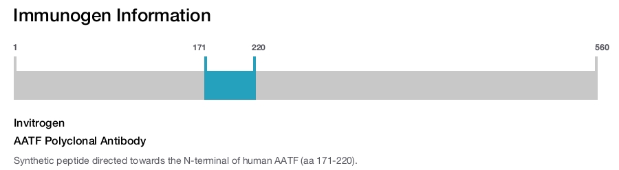 AATF Polyclonal Antibody