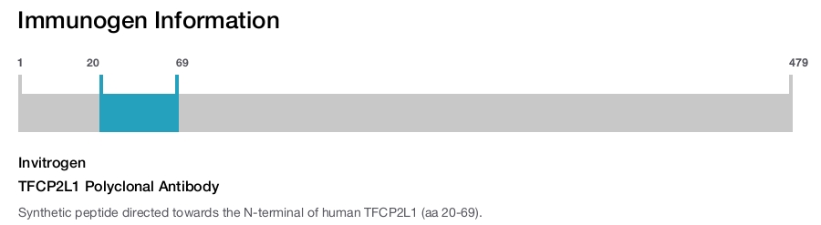 TFCP2L1 Polyclonal Antibody
