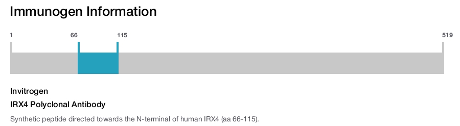 IRX4 Polyclonal Antibody