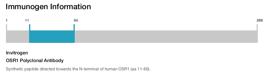 OSR1 Polyclonal Antibody