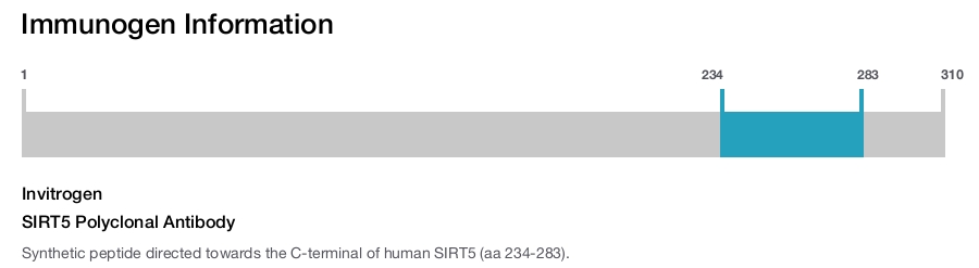 SIRT5 Polyclonal Antibody