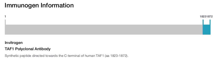 TAF1 Polyclonal Antibody