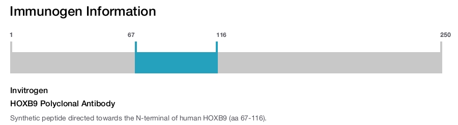 HOXB9 Polyclonal Antibody
