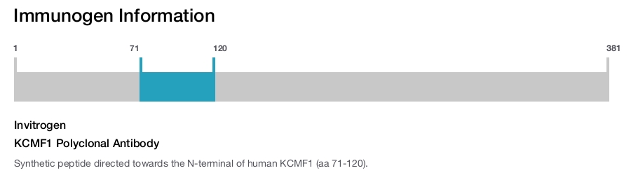 KCMF1 Polyclonal Antibody