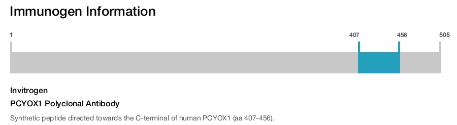 PCYOX1 Polyclonal Antibody