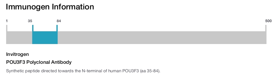 POU3F3 Polyclonal Antibody