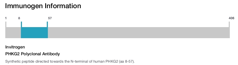 PHKG2 Polyclonal Antibody