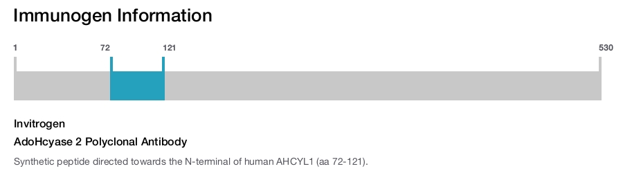 AdoHcyase 2 Polyclonal Antibody