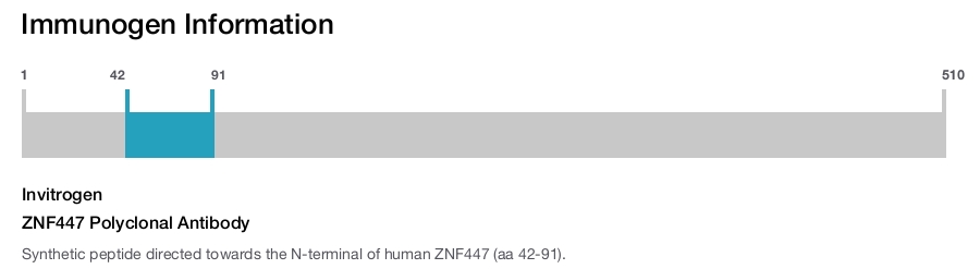 ZNF447 Polyclonal Antibody