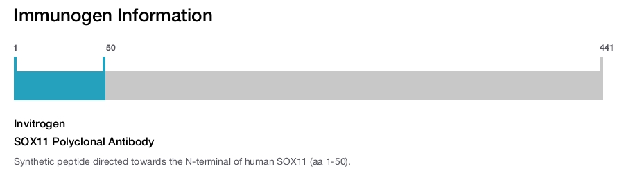 SOX11 Polyclonal Antibody
