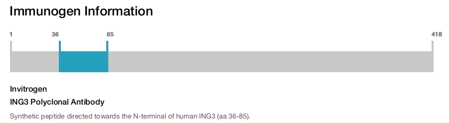 ING3 Polyclonal Antibody