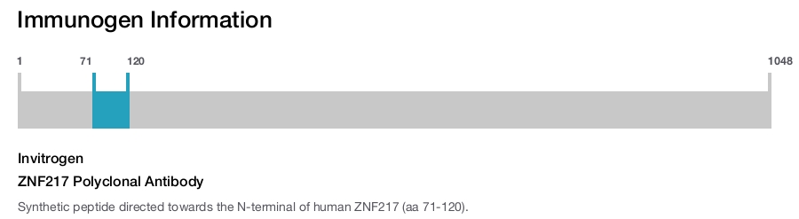 ZNF217 Polyclonal Antibody