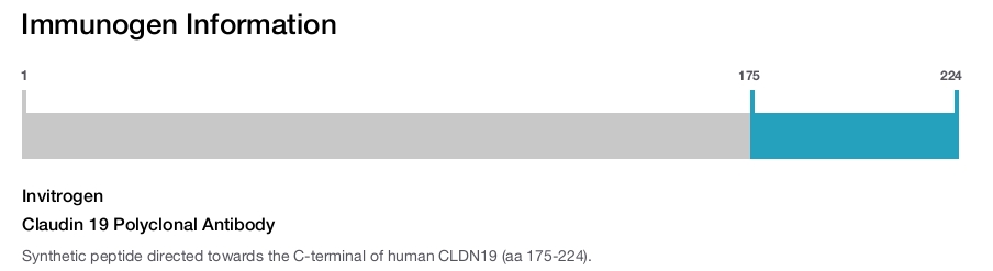 Claudin 19 Polyclonal Antibody