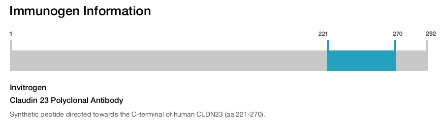 Claudin 23 Polyclonal Antibody