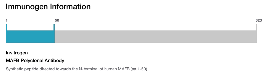 MAFB Polyclonal Antibody