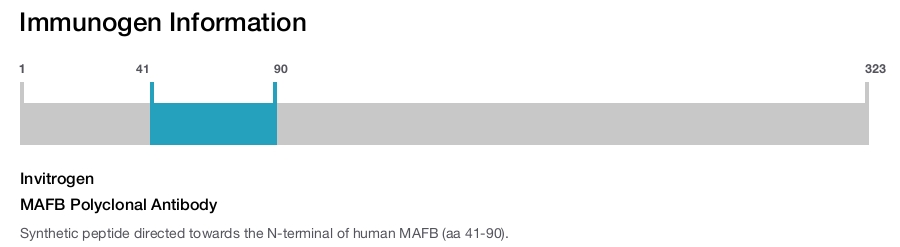 MAFB Polyclonal Antibody