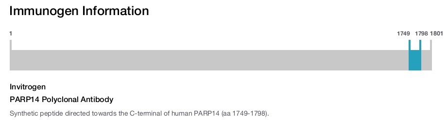 PARP14 Polyclonal Antibody