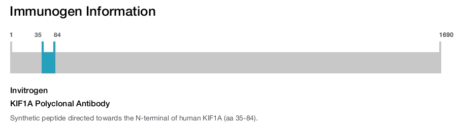 KIF1A Polyclonal Antibody