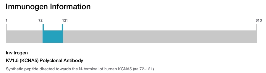 KV1.5 (KCNA5) Polyclonal Antibody