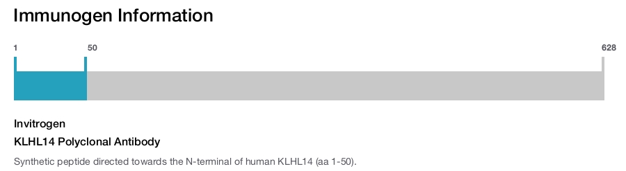 KLHL14 Polyclonal Antibody