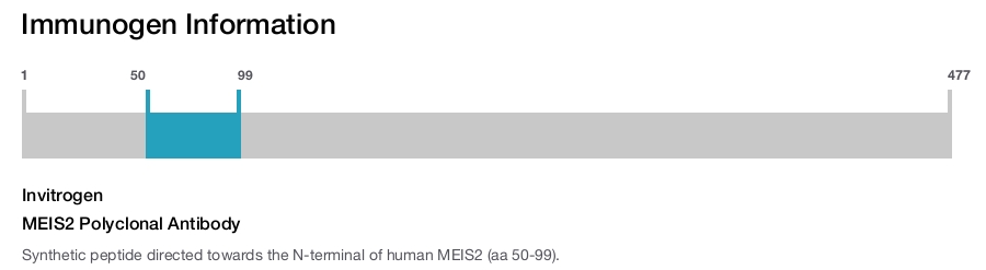 MEIS2 Polyclonal Antibody