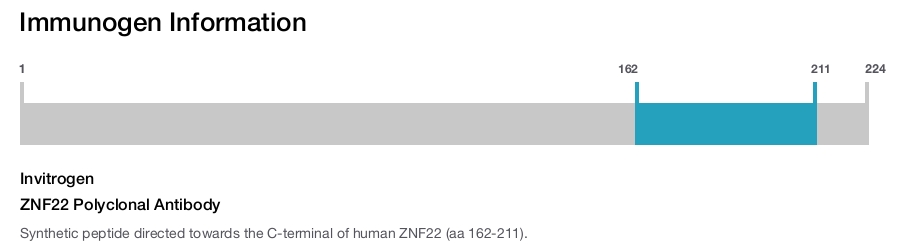 ZNF22 Polyclonal Antibody
